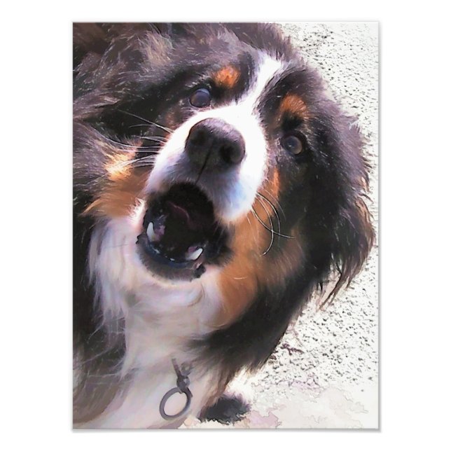 BORDER COLLIES PHOTO PRINT (Front)