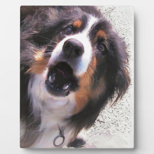 BORDER COLLIES PLAQUE