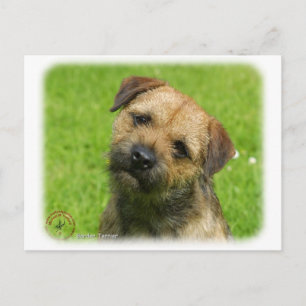 Border Terrier 9W009D-127 Postcard