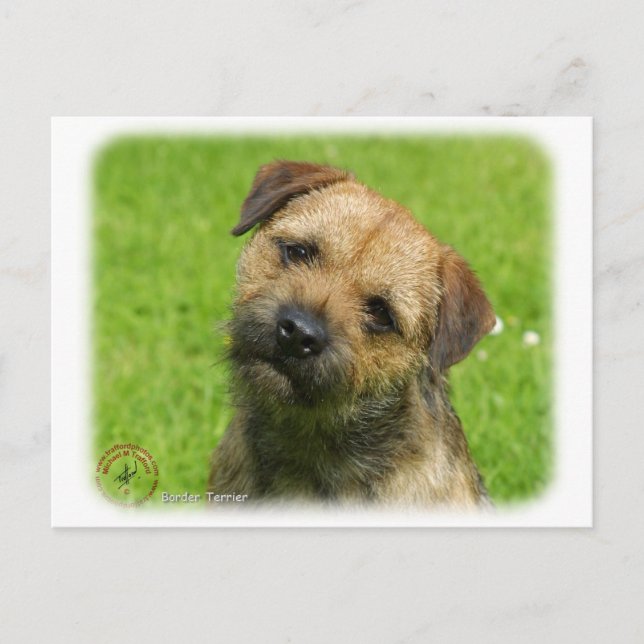 Border Terrier 9W009D-127 Postcard (Front)