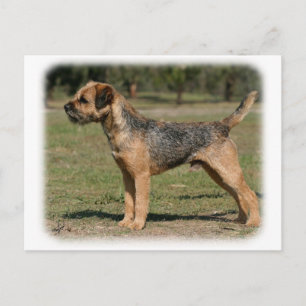 Border Terrier 9Y325D-033 Postcard