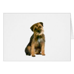 Border terrier (B)