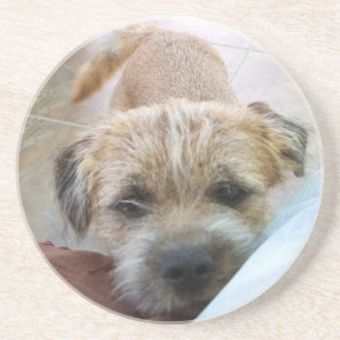 border terrier begging coaster