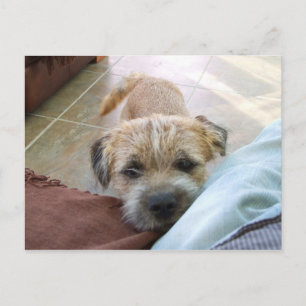 border terrier begging.png postcard
