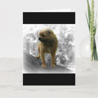 Border Terrier Birthday Card