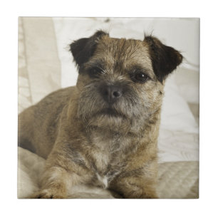 Border Terrier Ceramic Tile