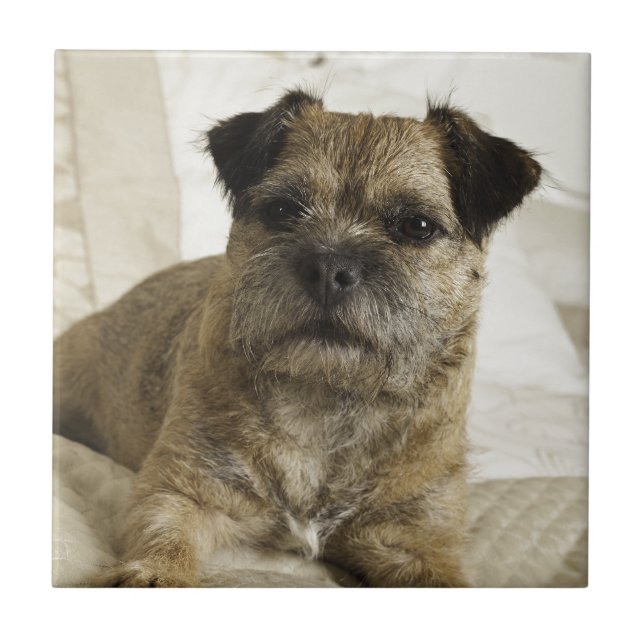 Border Terrier Ceramic Tile (Front)