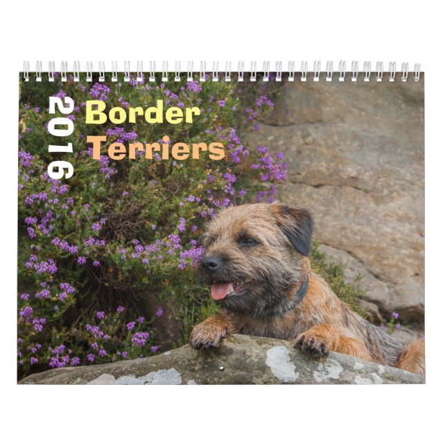 Border Terrier Dog, Medium, White Calendar (Cover)