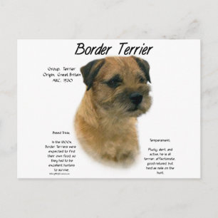 Border Terrier History Design Postcard