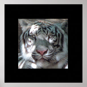 Border White Tiger Portrait Poster