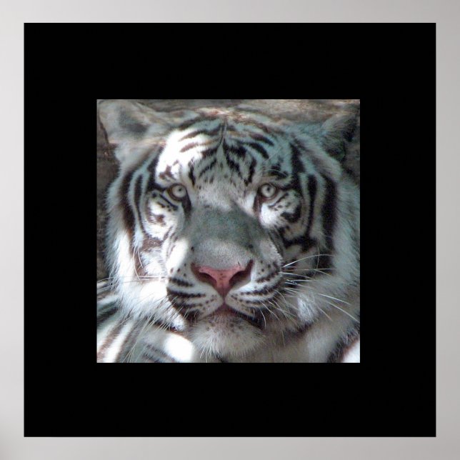 Border White Tiger Portrait Poster (Front)