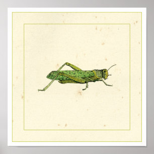 Bordered Print of Green Grasshopper