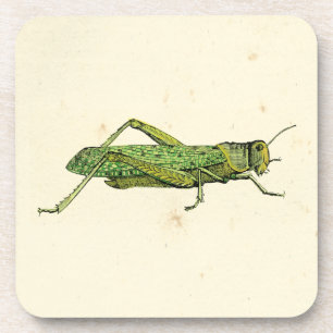 Bordered Print of Green Grasshopper Coaster