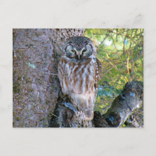 Boreal Owl Closeup Photo Postcard