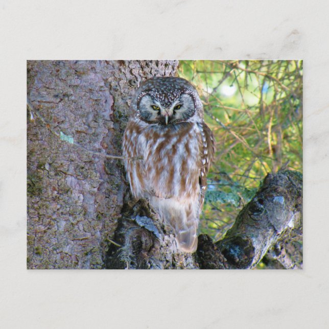 Boreal Owl Closeup Photo Postcard (Front)