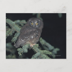 Boreal Owl on Branch Postcard