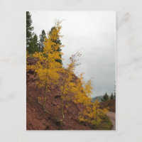 boreas pass aspens