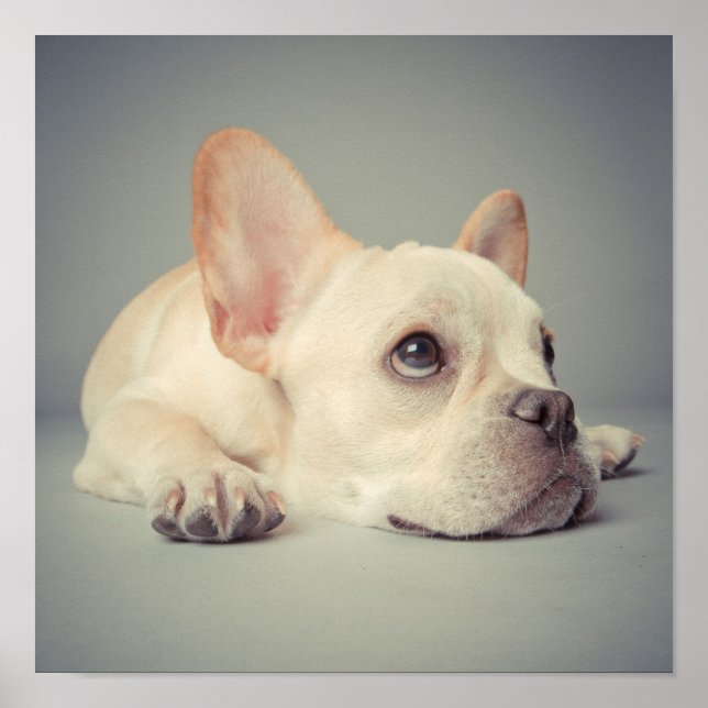 Bored French Bulldog Poster (Front)