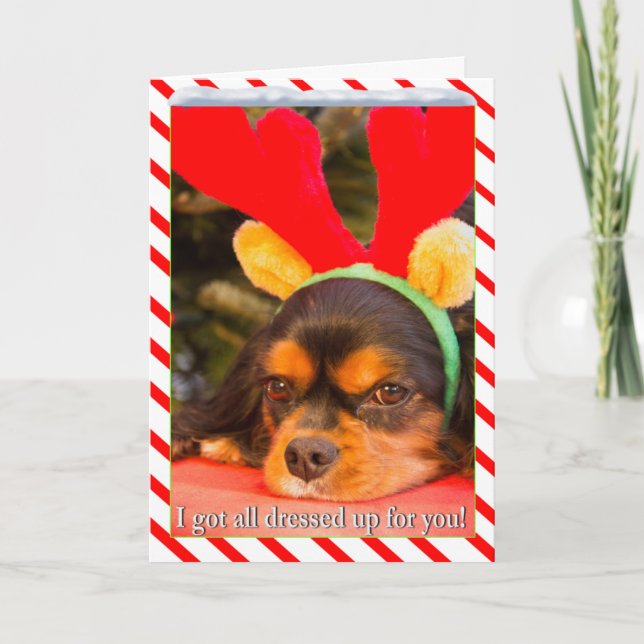 Bored King Charles Spaniel Raindeer Christmas Card (Front)