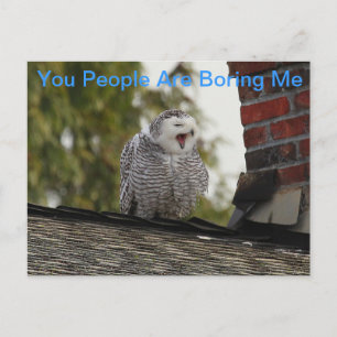 Bored Snow Owl Postcard