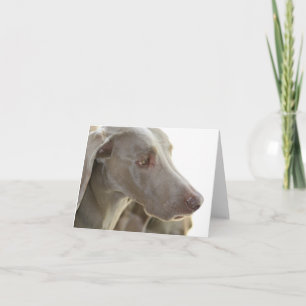 Bored Weimaraner Note Card