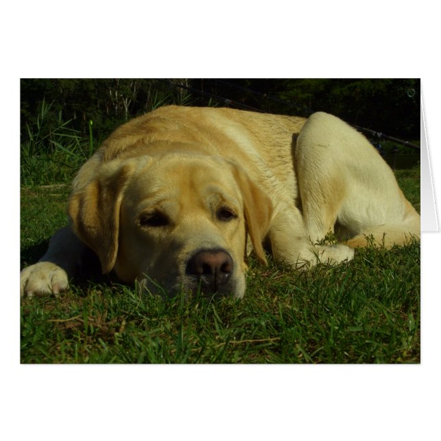Boredom - Labrador in green grass (Front Horizontal)