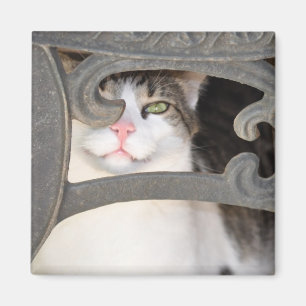 Boris Kitty Magnet