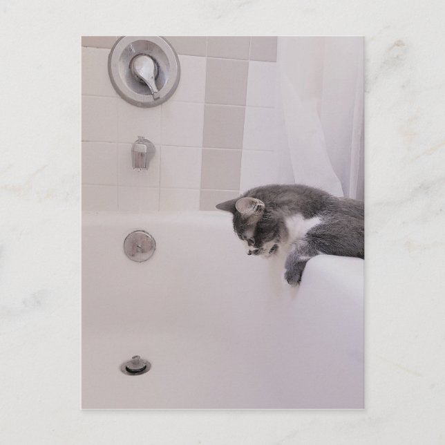 Boris the Cute Nubber Kitty Postcard (Front)