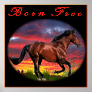 Born free Horse art Poster