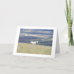Born Free Mustang Horse Card