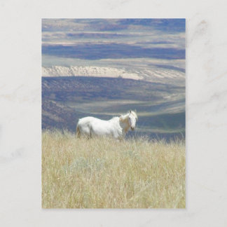 Born Free Wild Mustang Horse Postcard