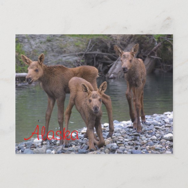 Born In Alaska Postcard (Front)
