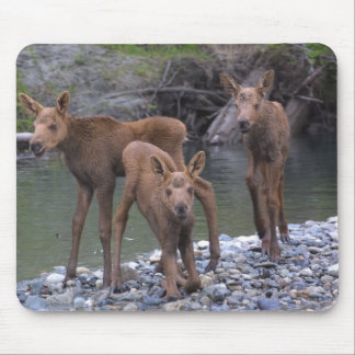 Born n' Raised in Talkeetna, Alaska Mouse Pad