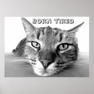 Born tired kitty poster