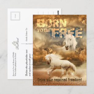 Born to be Free, Beauty of Wildlife: White Horse - Postcard