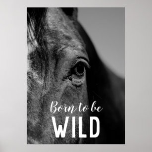 Born to be Wild Black & White Close-up Horse Eye Poster