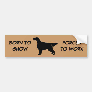 BORN TO SHOW GORDON SETTER Bumper Sticker