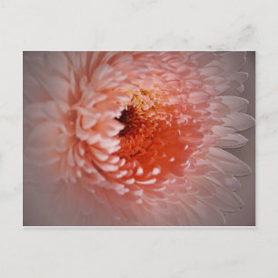 Born To Succeed Postcard