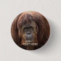 Borneo Orangutan Beautiful Photography