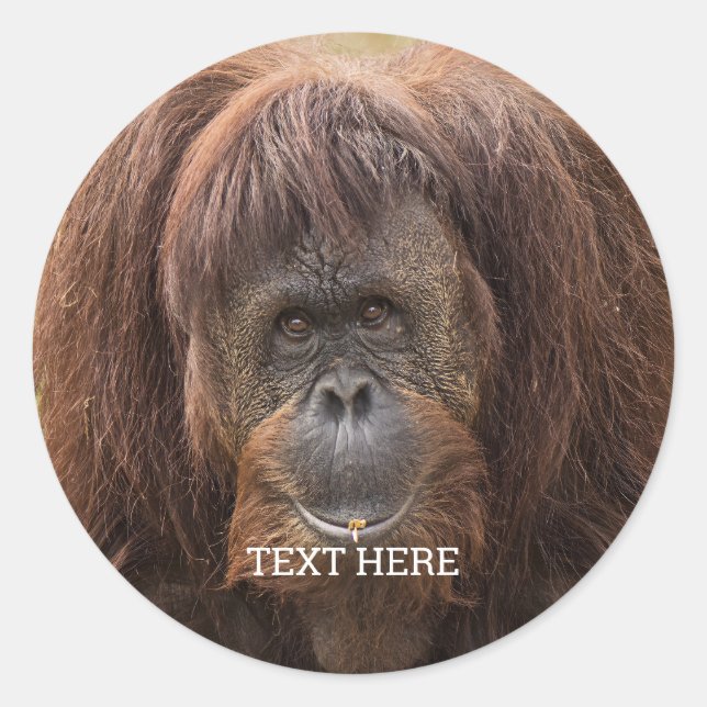 Borneo Orangutan Beautiful Photography Classic Round Sticker (Front)
