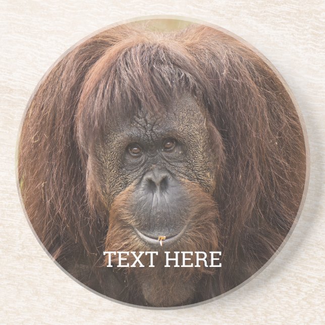 Borneo Orangutan Beautiful Photography Coaster (Front)