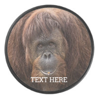 Borneo Orangutan Beautiful Photography