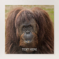 Borneo Orangutan Beautiful Photography