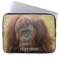 Borneo Orangutan Beautiful Photography