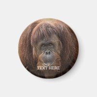 Borneo Orangutan Beautiful Photography