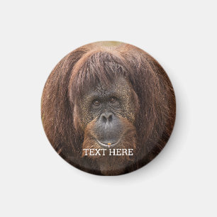 Borneo Orangutan Beautiful Photography Magnet