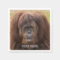 Borneo Orangutan Beautiful Photography