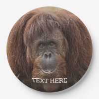Borneo Orangutan Beautiful Photography