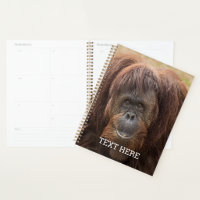Borneo Orangutan Beautiful Photography