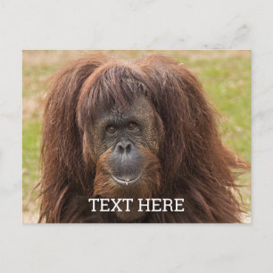 Borneo Orangutan Beautiful Photography Postcard